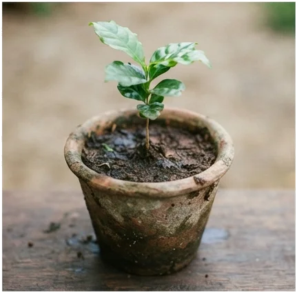 Origens e Contexto Histórico da Cafeicultura Brasileira